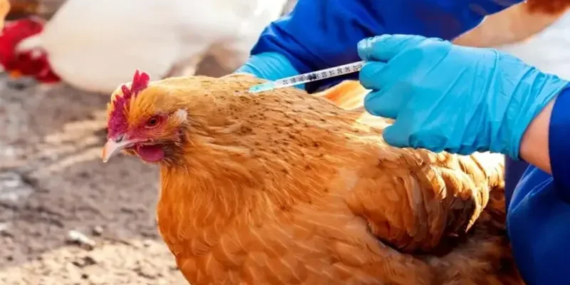 Tiêm phòng cho gà